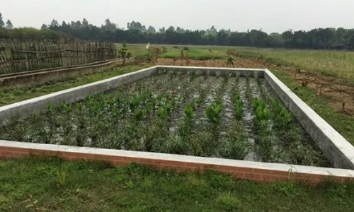 廣東省農(nóng)村生活污水處理標準解讀及案例